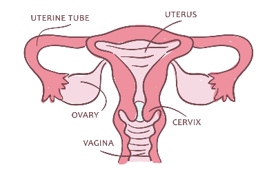 Top 10 Ayurvedic Remedies To Prevent Vaginal Atrophy