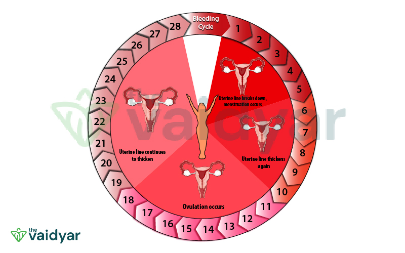 Phases of Menstrual cycle