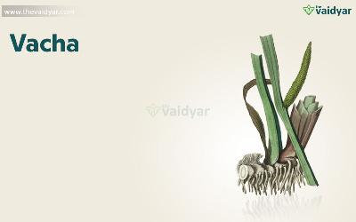 Health Benefits Of Vacha