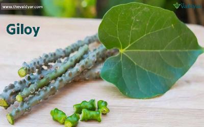 Medicinal Uses Of Giloy