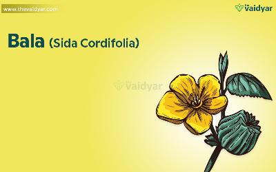 Medicinal Properties And Uses Of Bala (Sida Cordifolia)