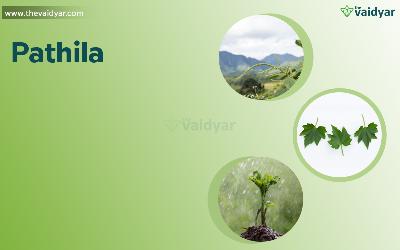 The Significance Of Pathila During Karkidaka - The Season Of Rejuvenation