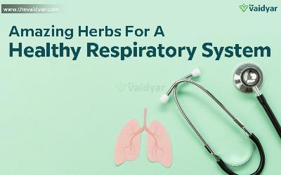 Amazing Herbs For A Healthy Respiratory System