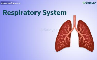Ayurvedic Tips For A Healthy Respiratory System