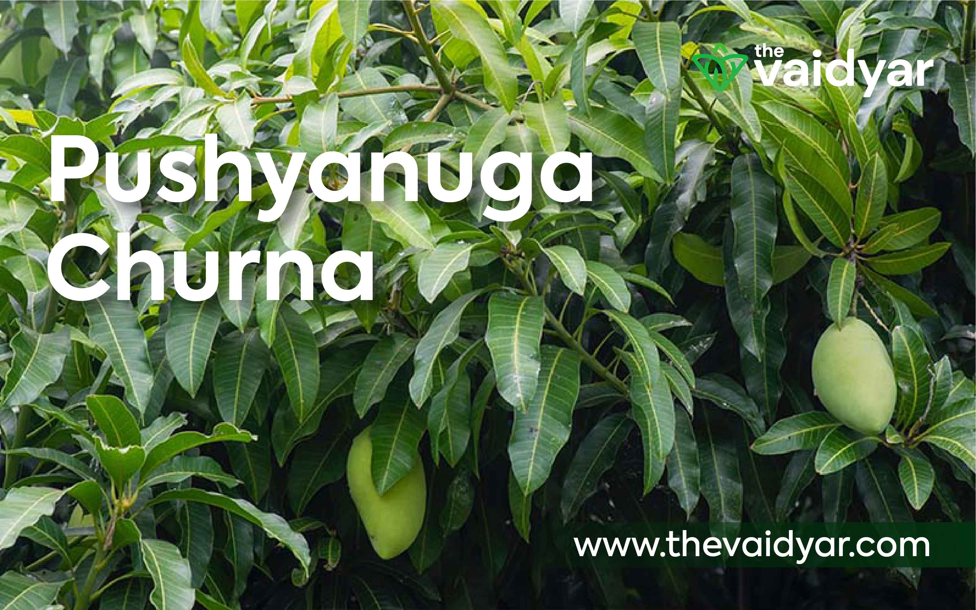 The Importance Of Pushyanuga Churna As An Ayurvedic Medicine photo