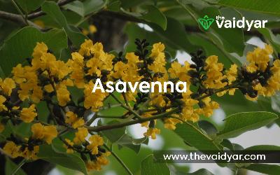 Ayurvedic Benefits Of Asavenna