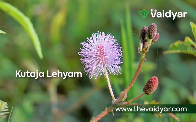 Ingredients And Health Benefits Of Kutaja Lehyam photo