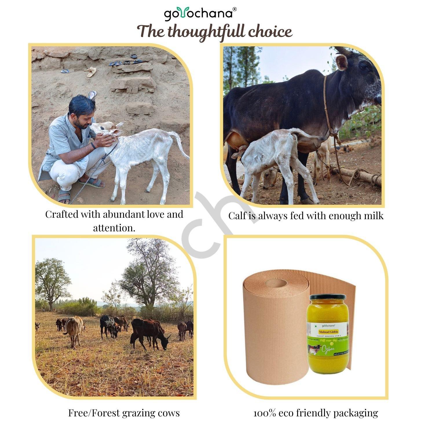 Desi Malnad Gidda A2 Full Moon Day BILONA Forest grazing Cow - 1000 ML 7