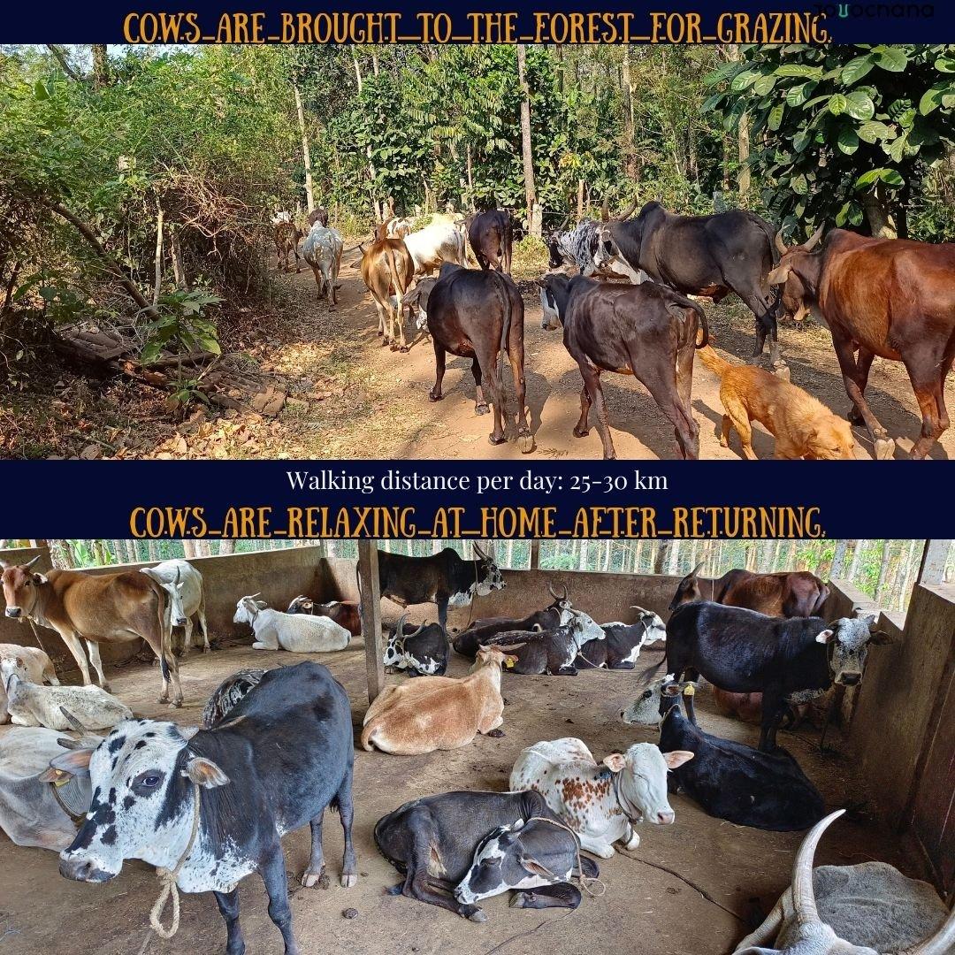 Desi Malnad Gidda A2 Full Moon Day BILONA Forest grazing Cow - 1000 ML 9