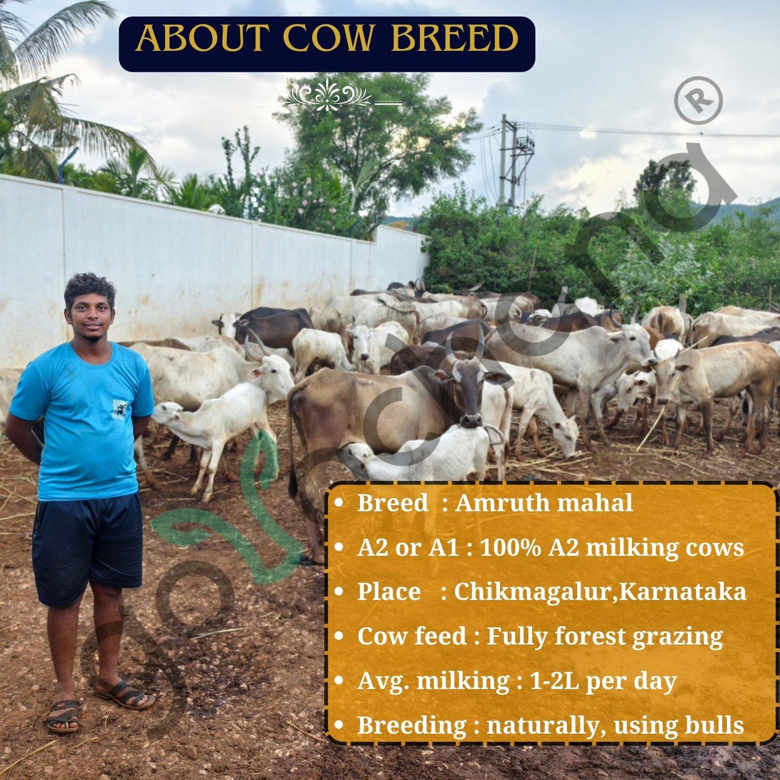 Full Moon A2 Forest grazing Amruth Mahal BILONA Cow Ghee - 1000 ML 9