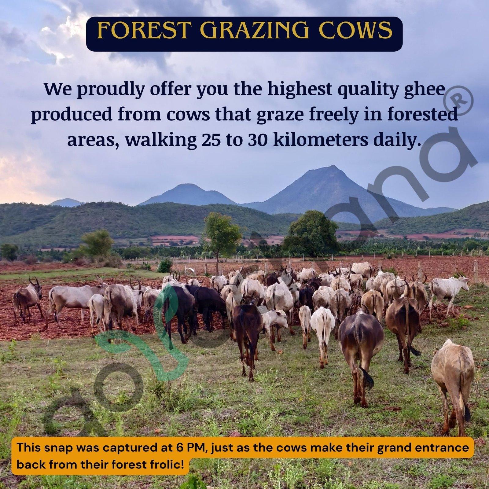 Full Moon A2 Forest grazing Amruth Mahal BILONA Cow Ghee - 1000 ML 7