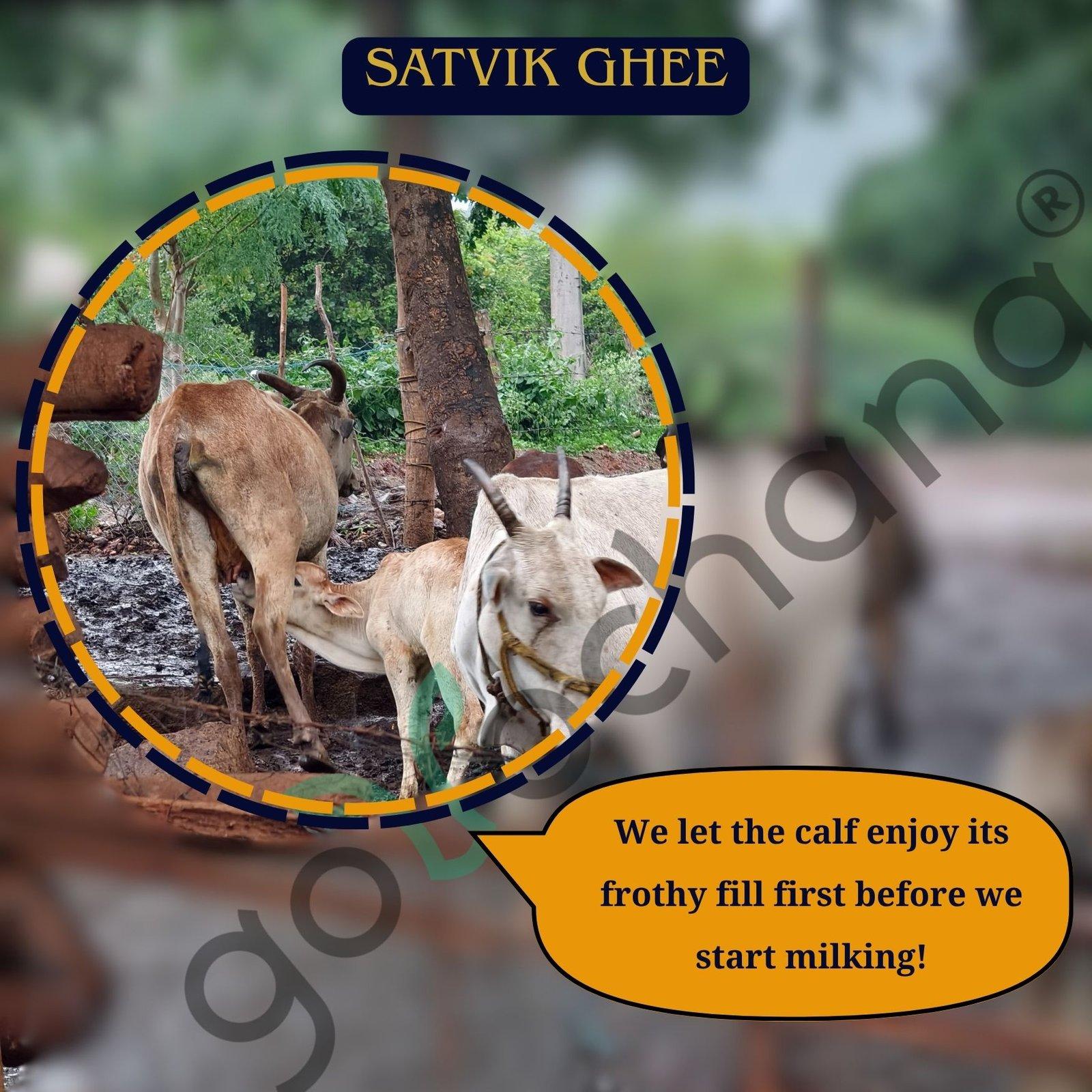 Full Moon A2 Forest grazing Amruth Mahal BILONA Cow Ghee - 1000 ML 6